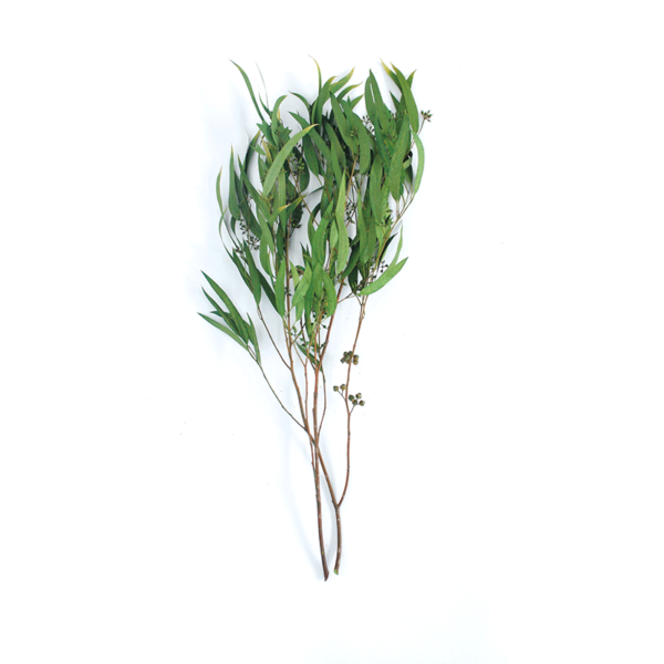 Sydney Blue Gum (10 bundles pack) - Image 2