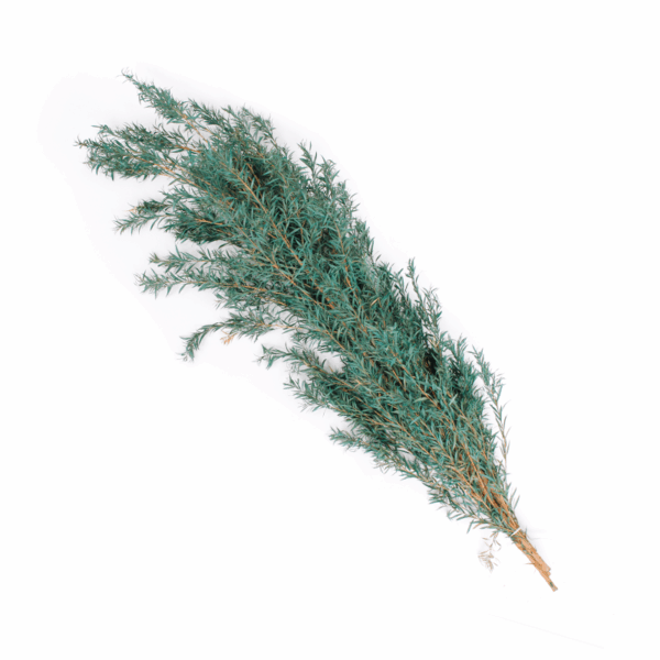 Golden Bottle Brush (10 bundles pack)