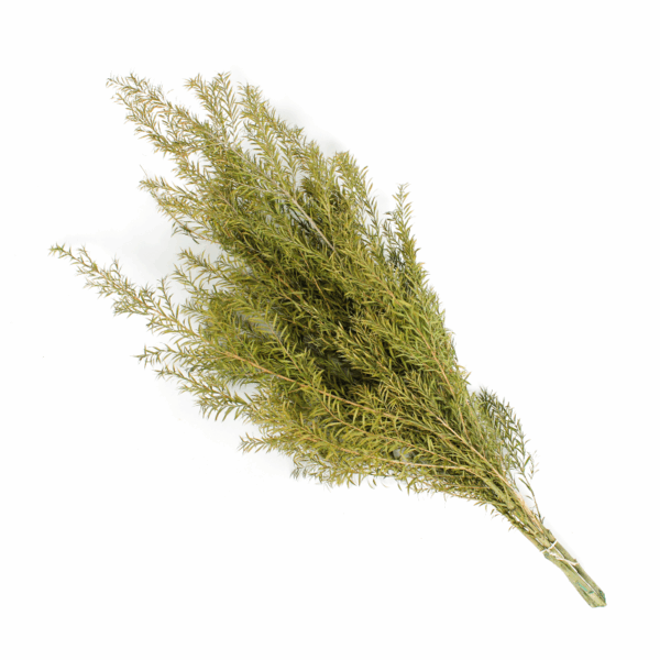 Golden Bottle Brush (10 bundles pack) - Image 2