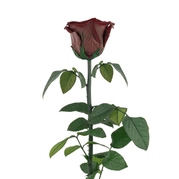 Rose with Stem (10 pcs pack) - Image 4