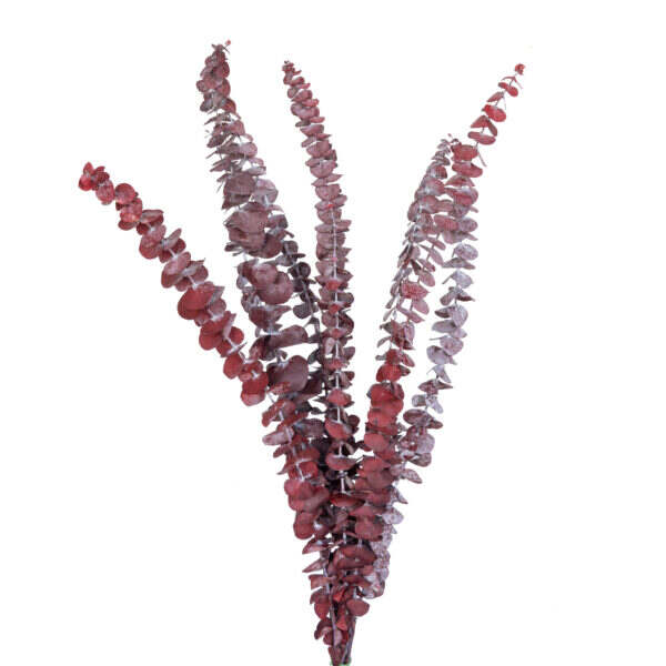 Common Eucalyptus (10 bundles pack) - Image 3
