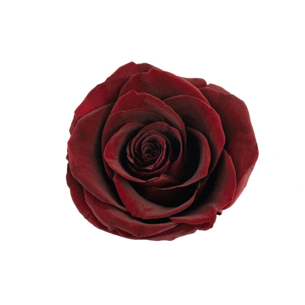 Rose with Stem (10 pcs pack) - Image 5