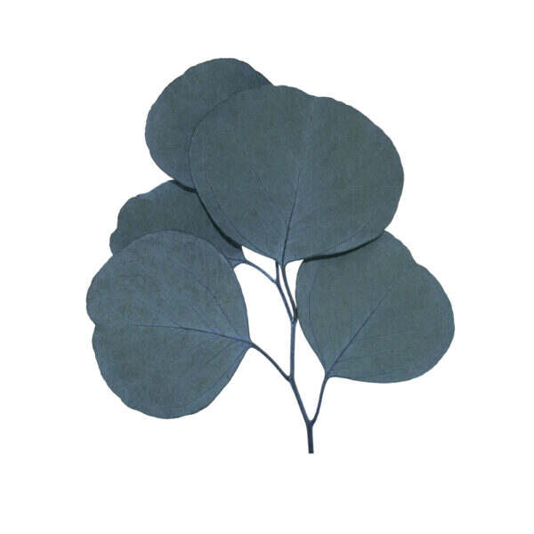 Apple leaves (10 bundles pack) - Image 4
