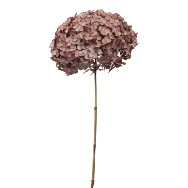 Anna Hydrangea (10 pcs pack) - Image 6