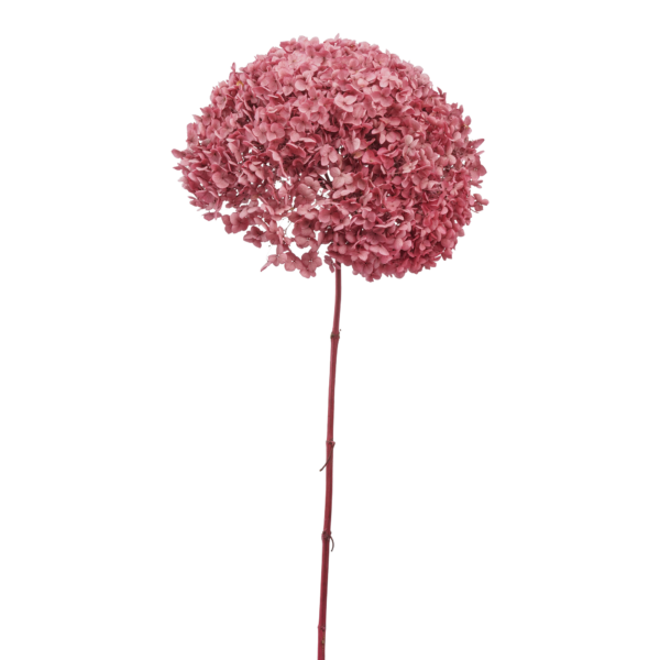 Anna Hydrangea (10 pcs pack)