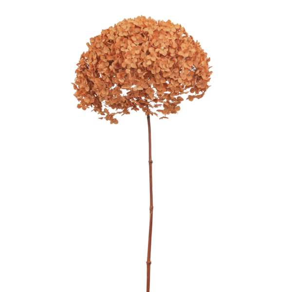 Anna Hydrangea (10 pcs pack) - Image 5