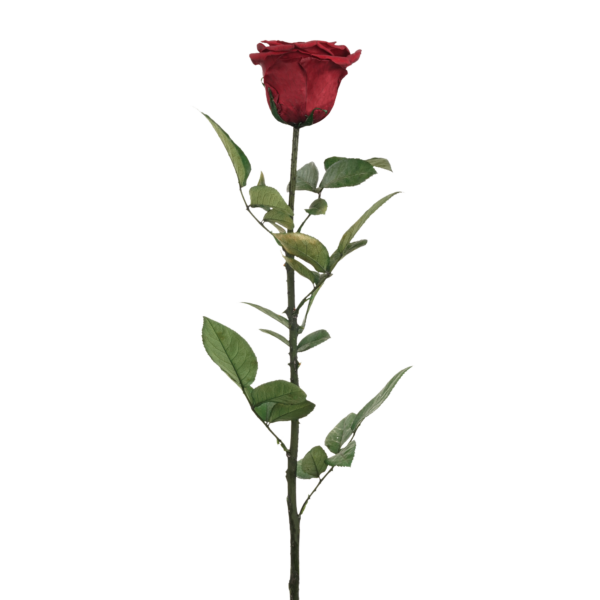 Rose with Stem (10 pcs pack)