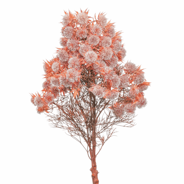 Blushing Bride (10 bundles pack)