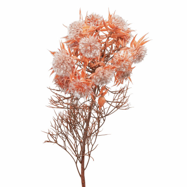 Blushing Bride (10 bundles pack) - Image 2