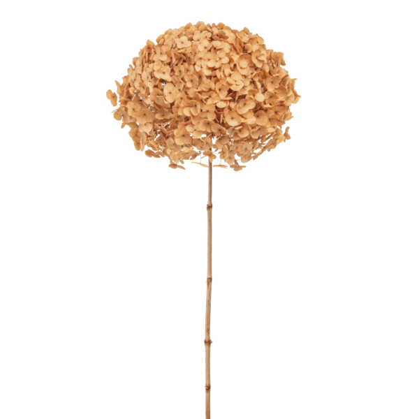 Anna Hydrangea (10 pcs pack) - Image 3