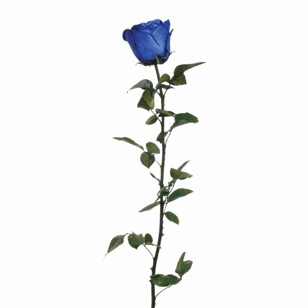 Rose with Stem (10 pcs pack) - Image 24