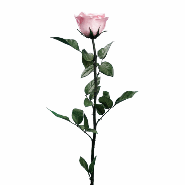 Rose with Stem (10 pcs pack) - Image 18