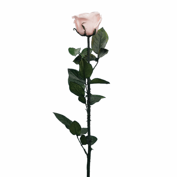 Rose with Stem (10 pcs pack) - Image 20