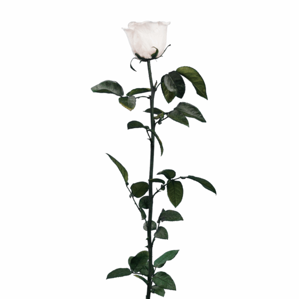 Rose with Stem (10 pcs pack) - Image 22