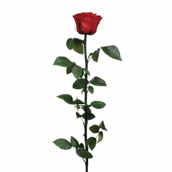 Rose with Stem (10 pcs pack) - Image 2
