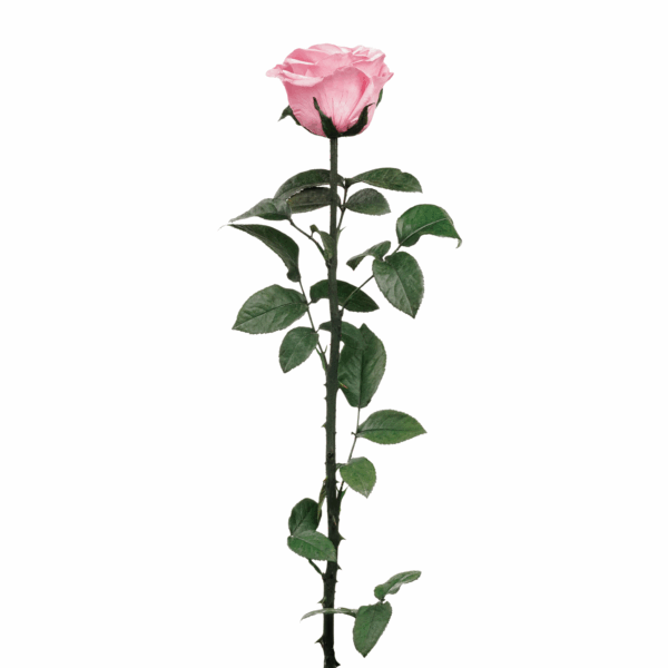 Rose with Stem (10 pcs pack) - Image 6