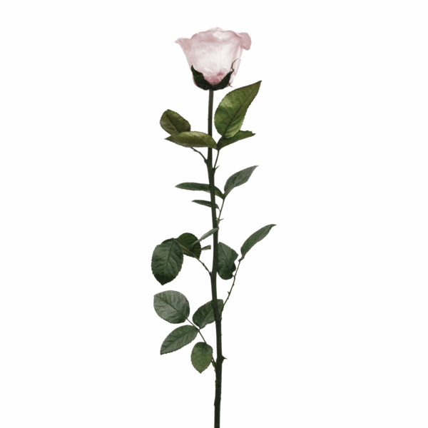 Rose with Stem (10 pcs pack) - Image 8
