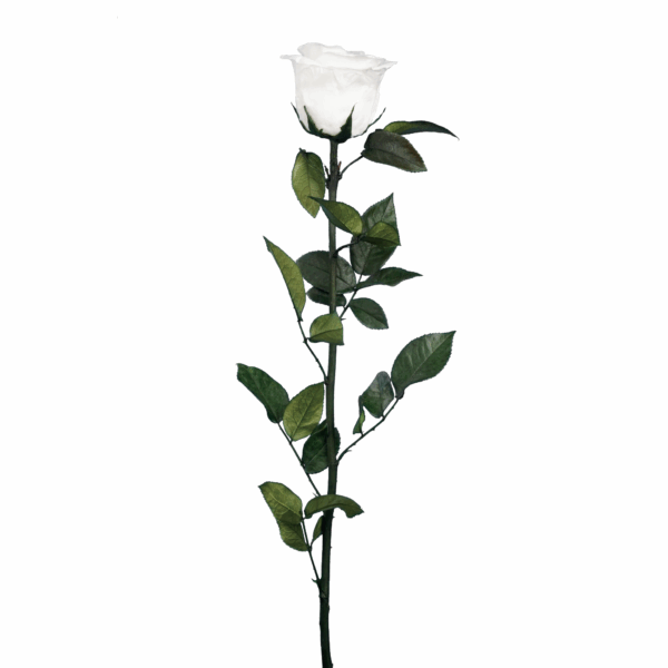Rose with Stem (10 pcs pack) - Image 10