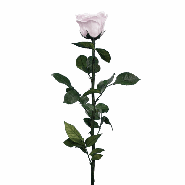 Rose with Stem (10 pcs pack) - Image 12