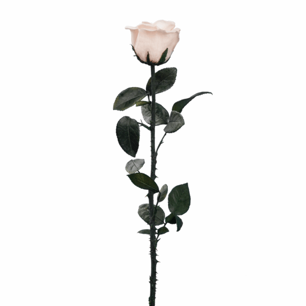 Rose with Stem (10 pcs pack) - Image 14
