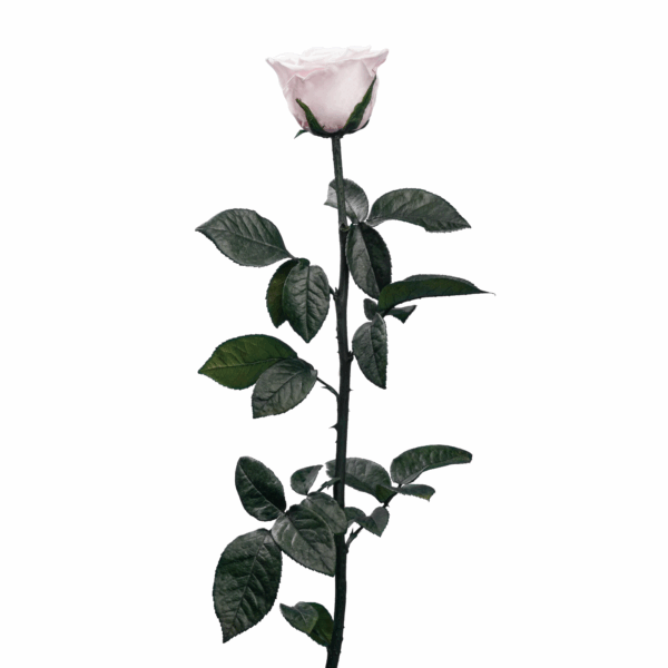 Rose with Stem (10 pcs pack) - Image 16