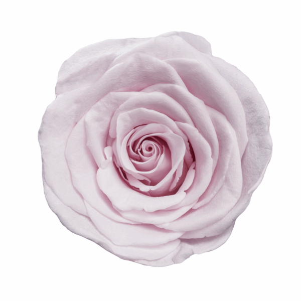 Rose with Stem (10 pcs pack) - Image 13
