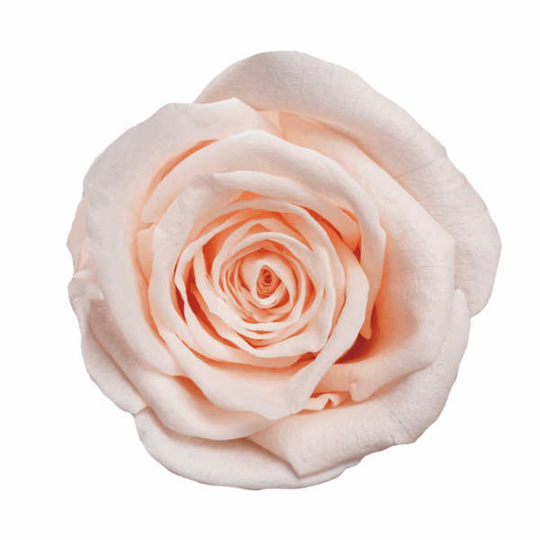 Rose with Stem (10 pcs pack) - Image 21