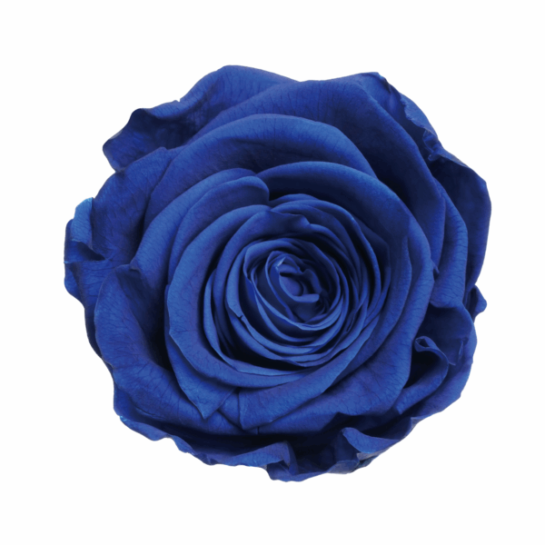 Rose with Stem (10 pcs pack) - Image 25