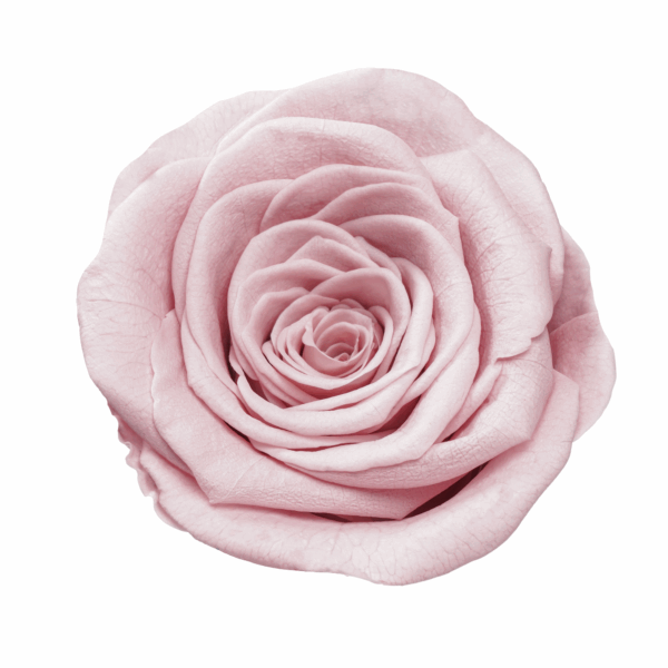 Rose with Stem (10 pcs pack) - Image 15