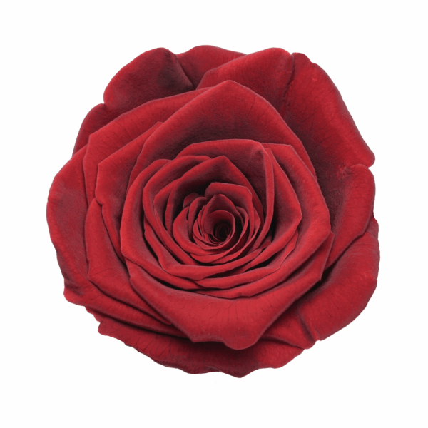 Rose with Stem (10 pcs pack) - Image 3