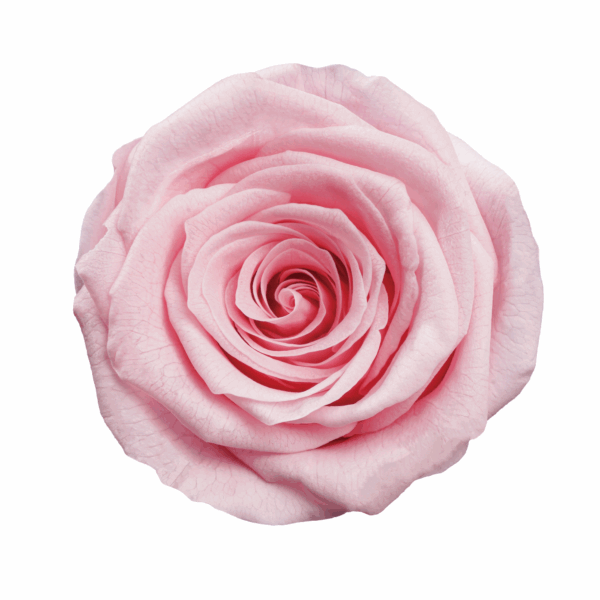 Rose with Stem (10 pcs pack) - Image 19