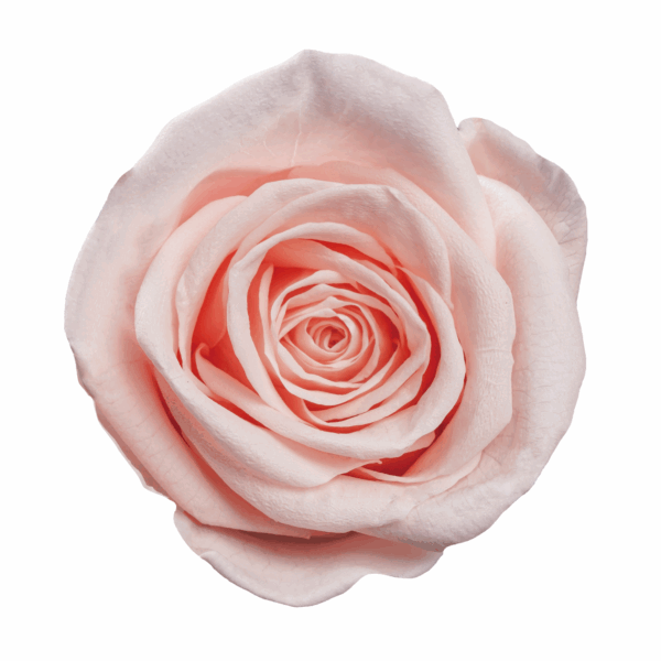 Rose with Stem (10 pcs pack) - Image 17