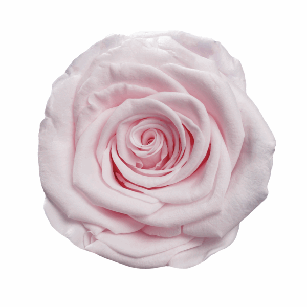 Rose with Stem (10 pcs pack) - Image 9