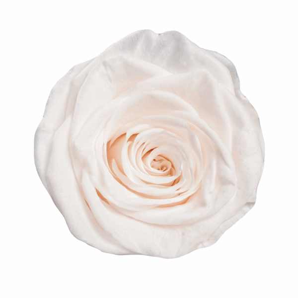 Rose with Stem (10 pcs pack) - Image 23