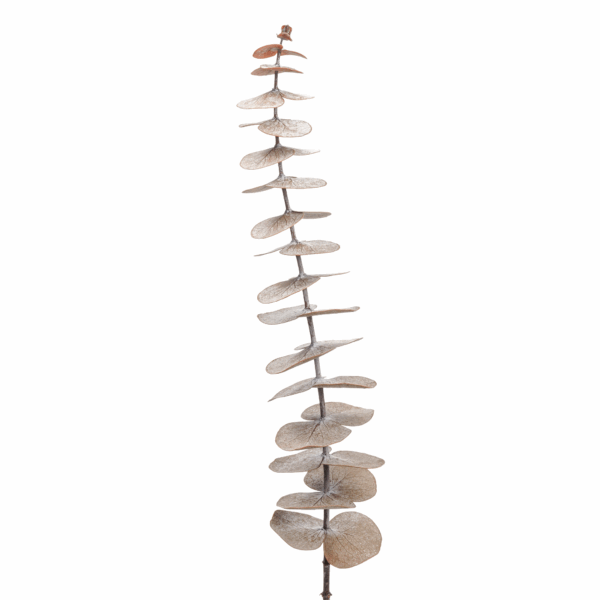Common Eucalyptus (10 bundles pack) - Image 7