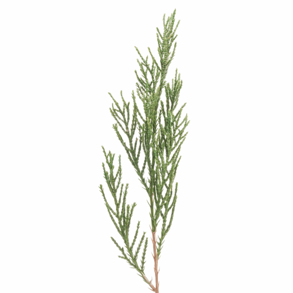 Cypress (10 bundles pack)