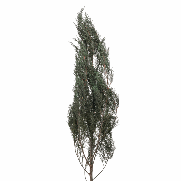 Cypress (10 bundles pack) - Image 3
