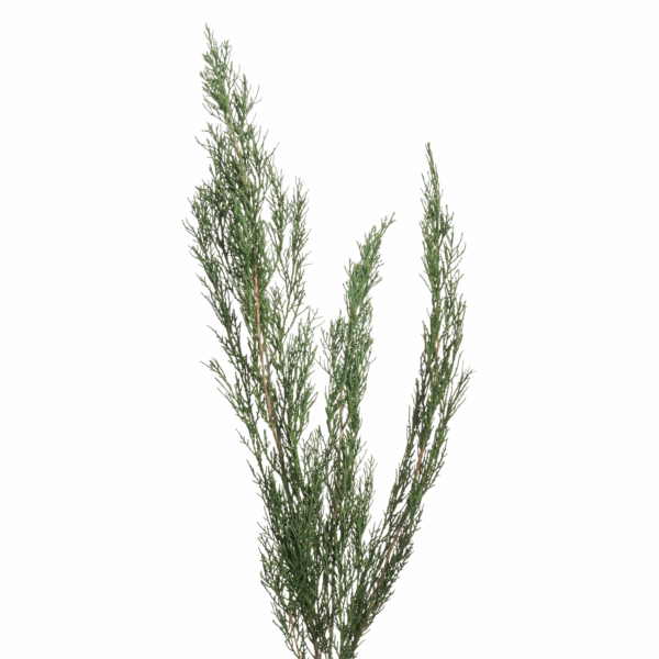 Cypress (10 bundles pack) - Image 2
