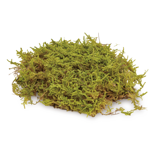 Sheet Moss (10 boxes pack)