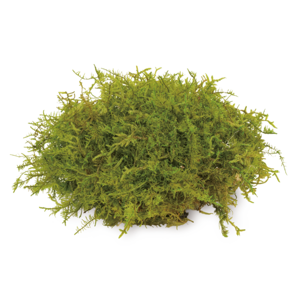 Sheet Moss (10 boxes pack) - Image 2