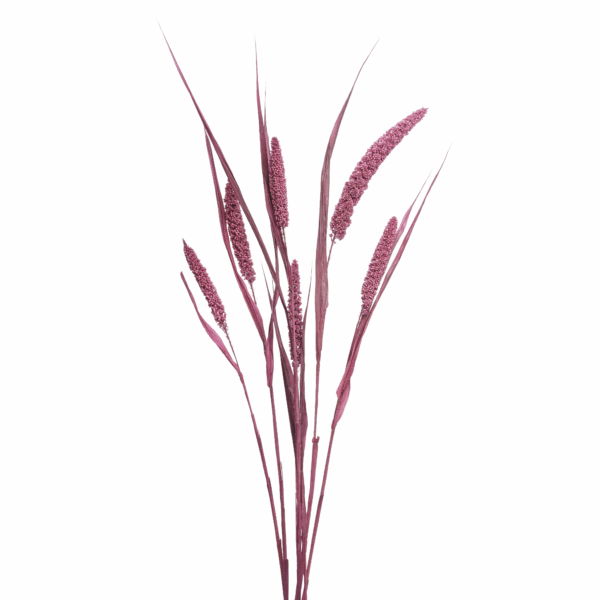 Millet Flower (10 bundles pack)