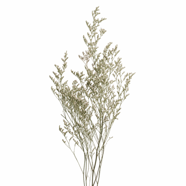 Sea-lavender (10 bundles pack) - Image 14