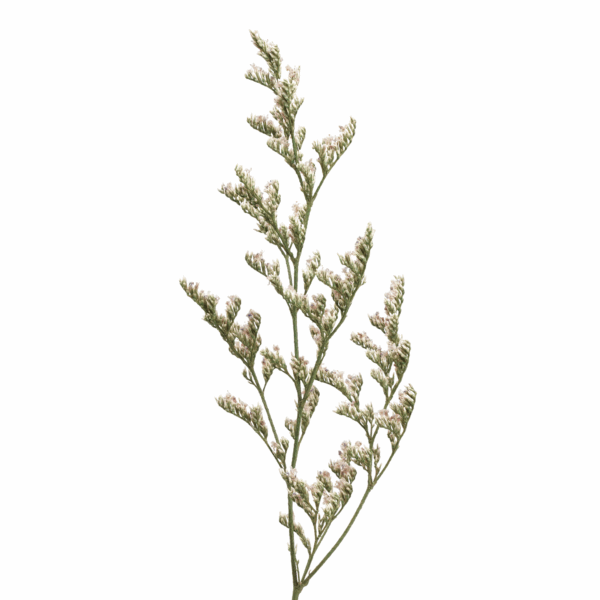 Sea-lavender (10 bundles pack) - Image 13