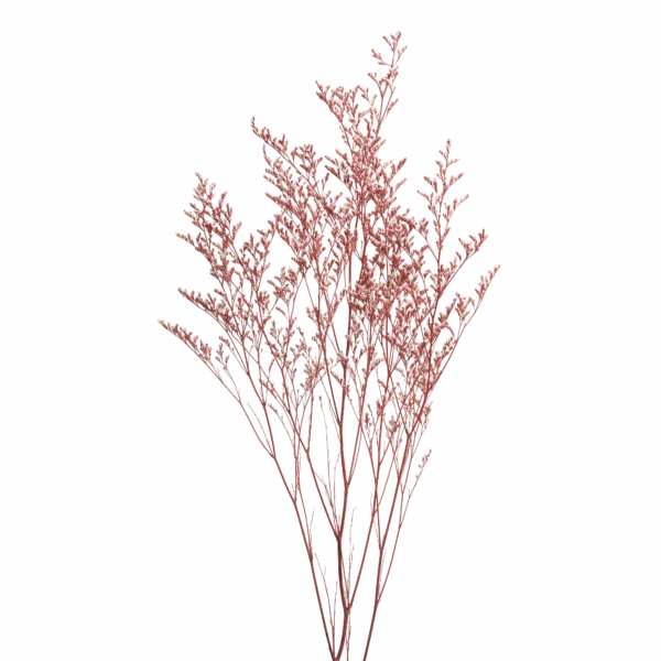 Sea-lavender (10 bundles pack) - Image 12