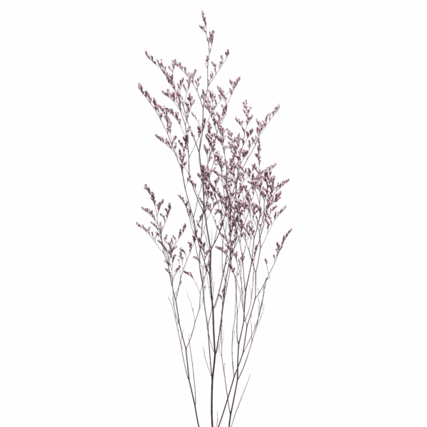 Sea-lavender (10 bundles pack) - Image 10