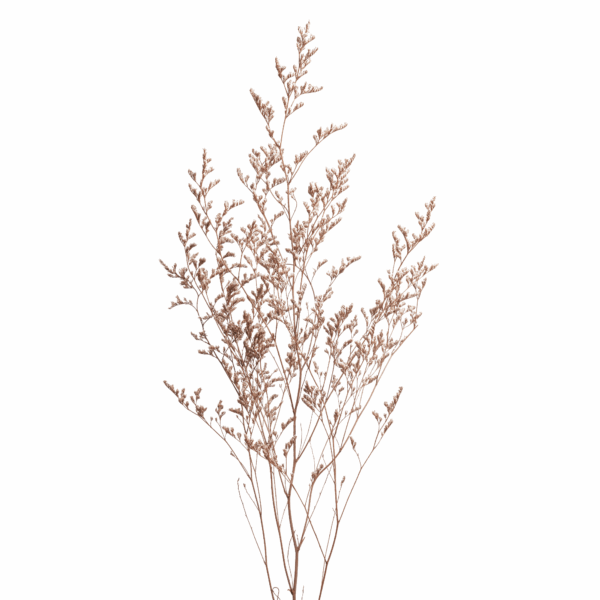 Sea-lavender (10 bundles pack) - Image 8