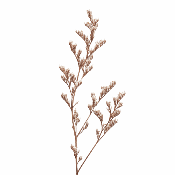 Sea-lavender (10 bundles pack) - Image 7
