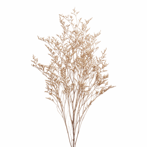 Sea-lavender (10 bundles pack) - Image 6