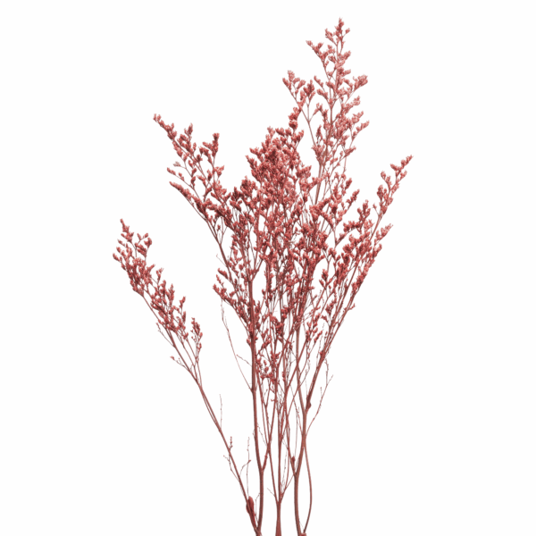 Sea-lavender (10 bundles pack)