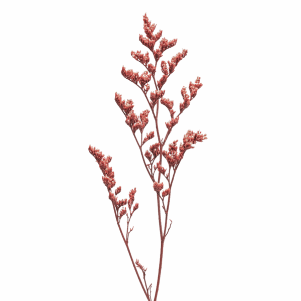 Sea-lavender (10 bundles pack) - Image 4